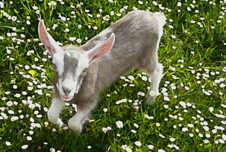 Las cabras hablan con acento.