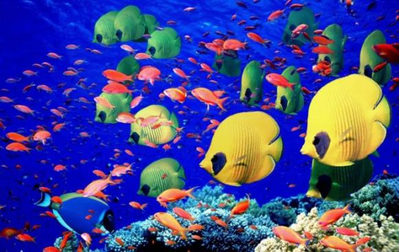 La mayor reserva marina del mundo.