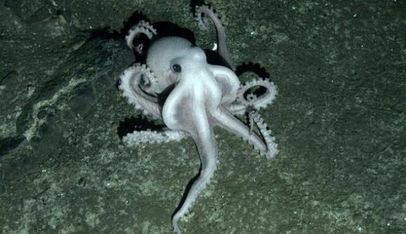 Biodiversidad en el fondo marino de la Antártida.