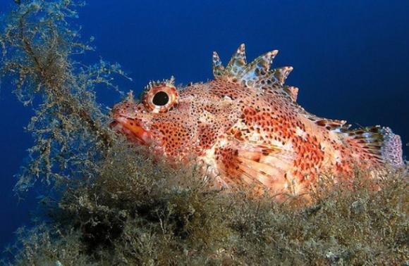 El pez más venenoso del mundo.