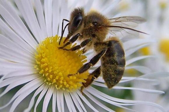 La extraordinaria capacidad mental de las abejas