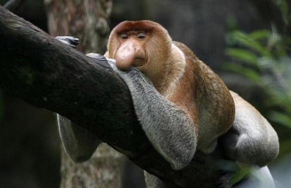 Los animales más raros del mundo