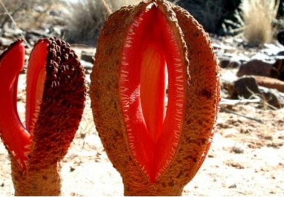 Plantas insólitas del mundo