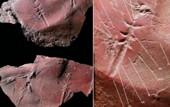 El insecto volador más antiguo