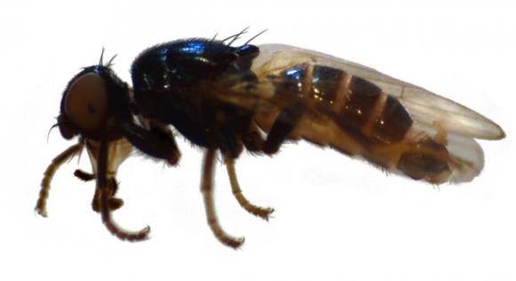 Un insecto necrófago para ayudar en investigaciones forenses