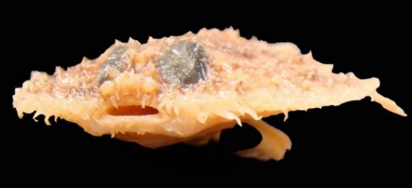 Las especies más raras del año