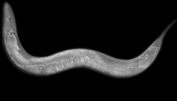 Gusanos en el espacio