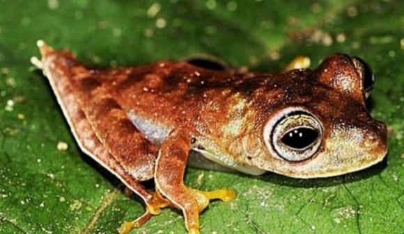 Nuevas especies de origen desconocido.