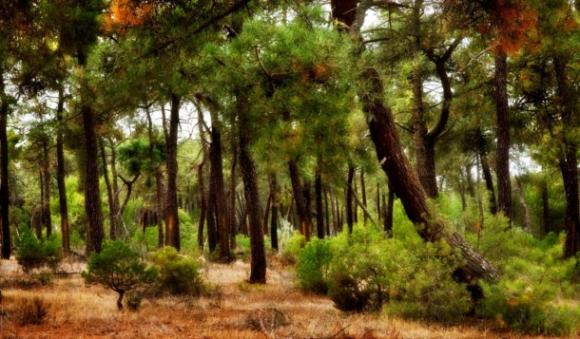 Las plantas limpian nuestro aire contaminado