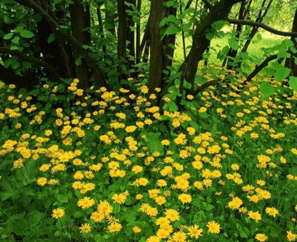 Plantas en peligro de extinción.