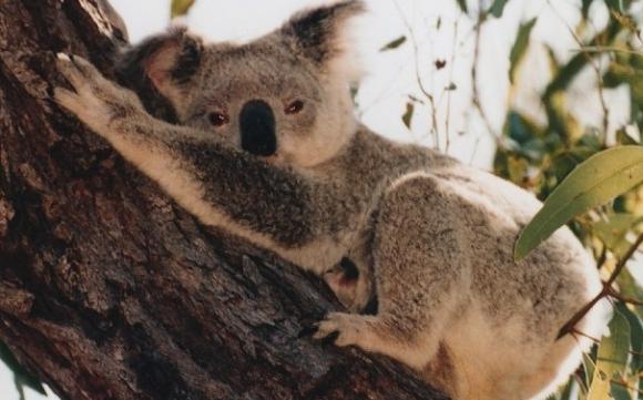 Especie en peligro de extinción