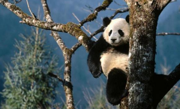 Especie en peligro de extinción: oso panda