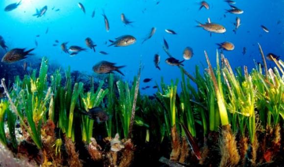 La planta más antigua del planeta