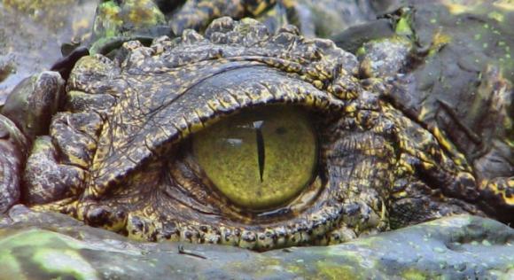 Cocodrilos prehistóricos