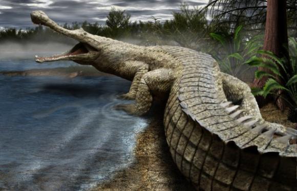 El cráneo de cocodrilo más antiguo de Europa.