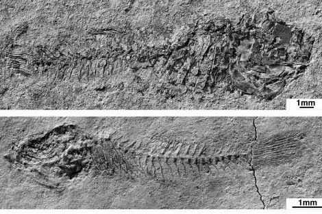 Descubren en Valencia un pez que vivió hace 10 millones de años.
