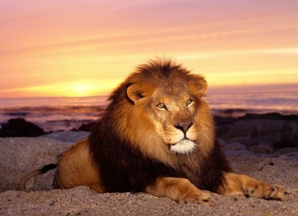 Consecuencias de la desaparición de los depredadores.