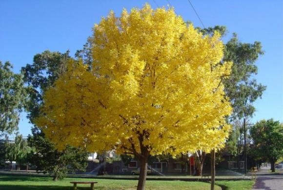 Las redes Wifi dañan a los árboles.