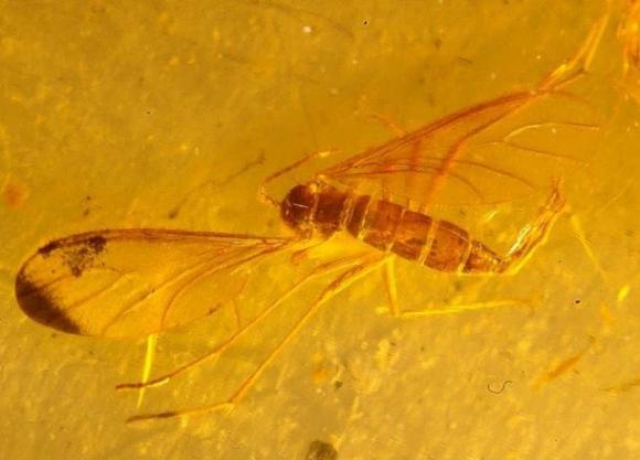 Insectos fósiles con más de 20 millones de antigüedad