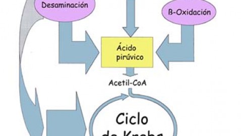 El estudio del metabolismo intermedio.
