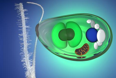 Descubren el primer antepasado común de las plantas y las algas.