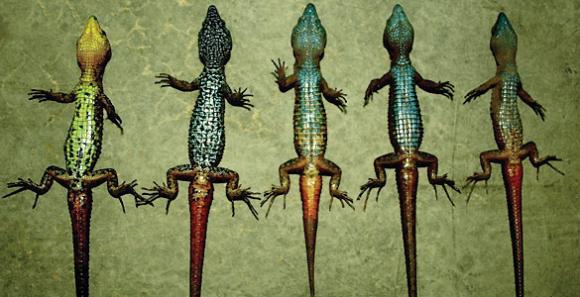 Lagartijas coloridas y de montaña, una nueva especie descubierta en los Andes peruanos