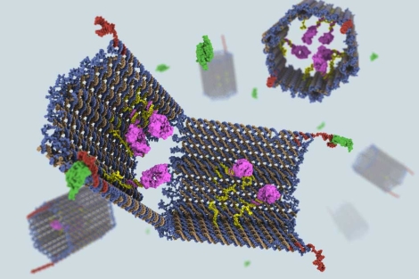 Un nano-robot de ADN con potencial terapéutico.