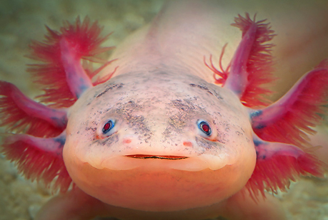 ¿Quién es el ¨Peter Pan del mar¨?