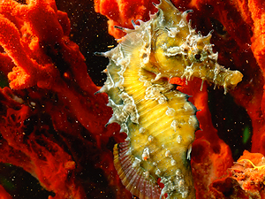 ¿Por qué el caballito de mar tiene forma de S?