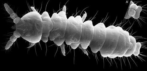 Científicos españoles descubren las criaturas terrestres que viven a mayor profundidad.