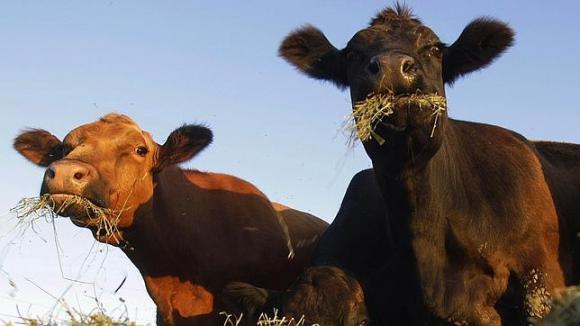 La primera carne artificial será realidad en otoño.