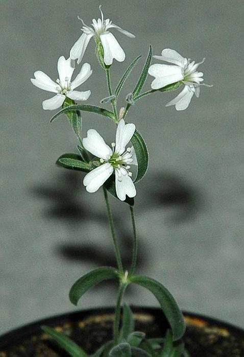 Reviven una planta congelada hace 30.000 años
