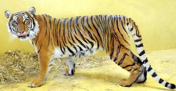 La teoría de Turing sobre las rayas del tigre, demostrada por científicos.