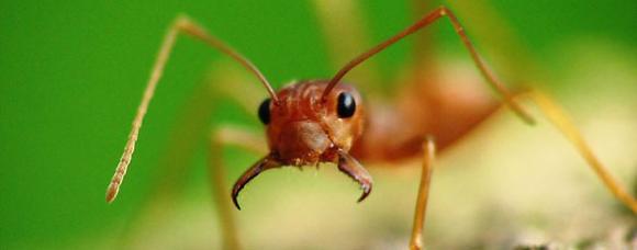 Las hormigas recuerdan el olor de sus enemigos.