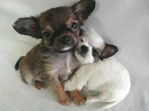 Perros tiernos
