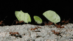 Las hormigas recuerdan el perfume de sus enemigos