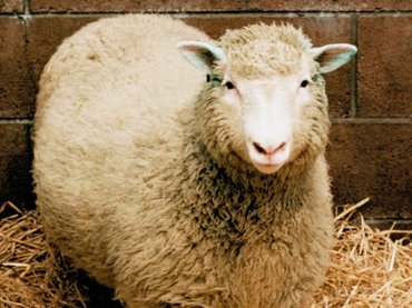 Quince años del anuncio de la clonación de la oveja Dolly