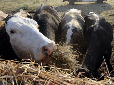 Bacteria resistente a antibiótico ha pasado de los animales a los humanos