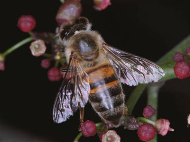 La jalea real contra la menopausia.