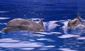 Científicos buscan catalogar a los delfines como ¨personas no humanas¨