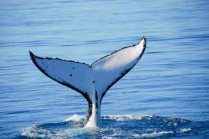 Primer Simposio de Ballenas Vivas en el Océano Austral