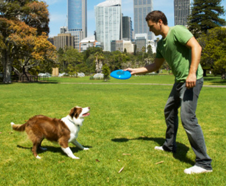 ¡Consigue el respeto de tu perro!