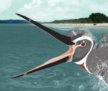 Descubren el fósil de un pingüino gigante de plumas marrones y grises