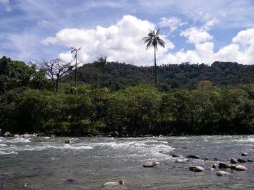 La temperatura regula la vegetación amazónica.