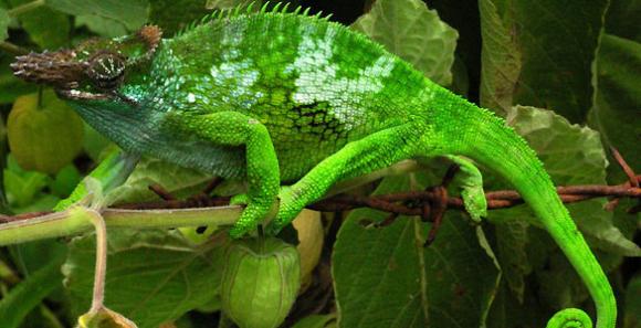 ¿Cómo cambian de color los camaleones?
