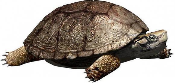 La tortuga leridana que vivió con los dinosaurios.