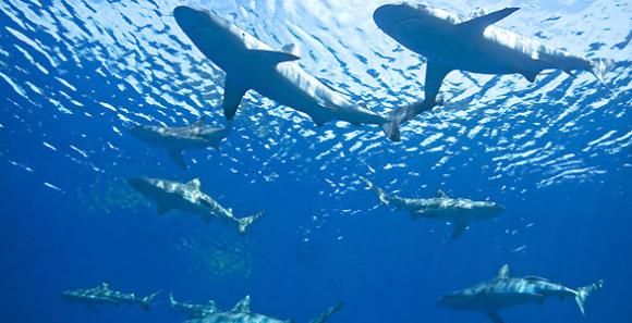 Hasta los tiburones tienen sus propios amigos.