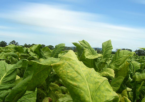 El tabaquismo y la Argentina