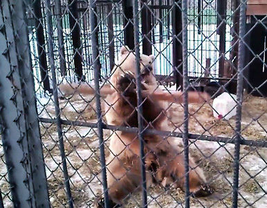 EL VERDADERO ´KUNG FU PANDA´