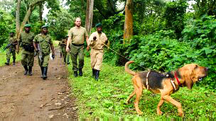 Perros que ayudan a proteger elefantes en África